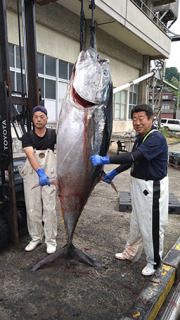 由良漁港に水揚げされた200キロのクロマグロ＝31日午前