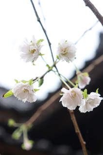 季節はずれの花を咲かせた湯野沢集落の枝垂れ桜