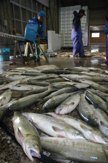 庄内浜の今年のサケ漁は不振のまま終わりそう＝10月、鶴岡市由良で