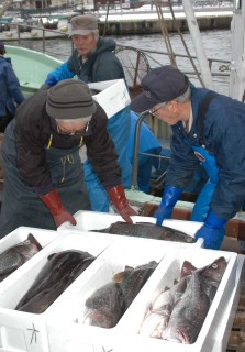 漁船が帰港するたびに岸壁には寒ダラの魚箱が積み上げられた＝23日午後