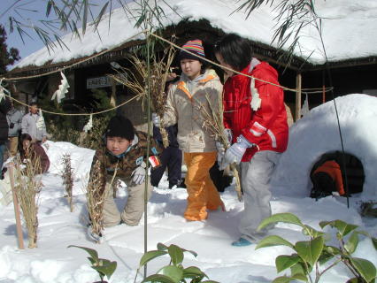 小正月行事で雪中田植えを行い、豊作を願った