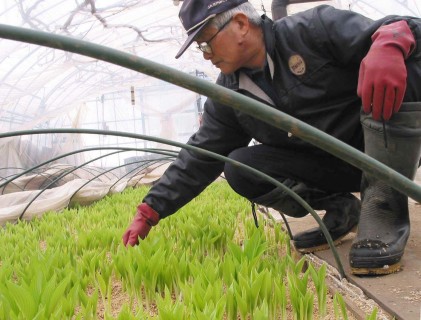 緑色の葉が鮮やかなウルイ。もみ殻の下には純白の茎が隠れている