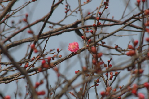 市内に春の訪れを告げる梅が花を咲かせた＝11日