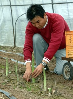 酒田市南部の砂丘地でアスパラガスの収穫が始まった