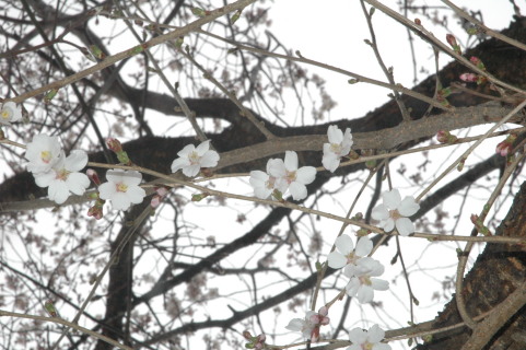 ソメイヨシノより一足早く花を咲かせている四季サクラ