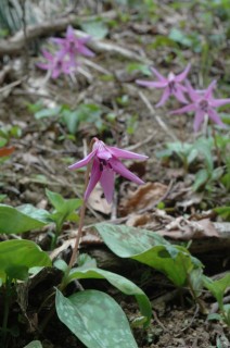 カタクリの花が見ごろを迎えている＝鶴岡市の高館山