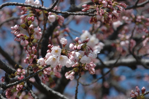 過去5番目の早さで開花した酒田市港南公園のソメイヨシノ＝9日午前