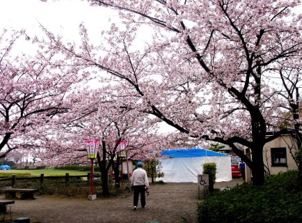 早くも満開間近なソメイヨシノ＝酒田市日和山公園、11日午前10時ごろ