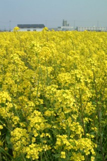 三川町内では菜の花が見ごろを迎えている