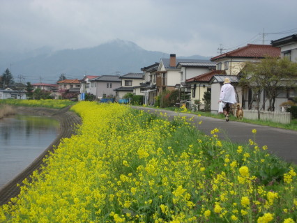 黄色の花じゅうたんが広がる新内川沿い