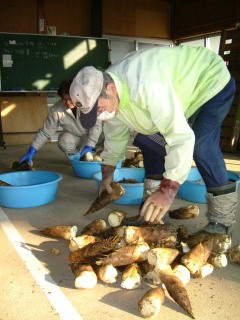 孟宗の名産地・湯田川で集荷が開始。たくさんの「初物」が持ち込まれた