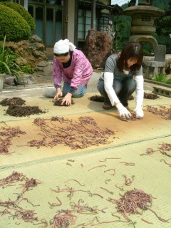 田川地区の山あいで山菜干し作業が本格化した