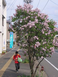 満開のライラックに見守られながら下校＝酒田市相生町一丁目