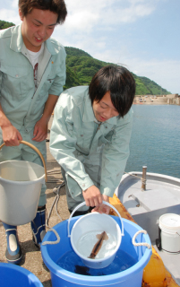 水揚げされたスルメイカを今泉漁港で受け取り、運搬用のバケツにそっと移した