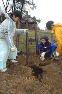 鼠ケ関小の6年生たちが卒業記念としてヤマザクラの苗木を植樹