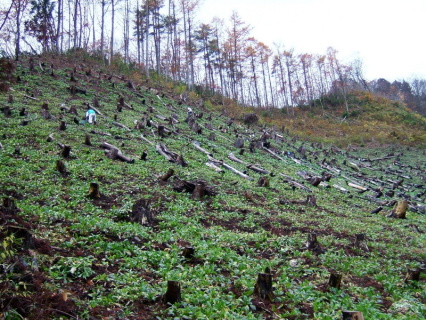 温海カブの収穫時期を迎えた焼畑の斜面＝自然写真家・斎藤政広（2006年11月19日撮影）