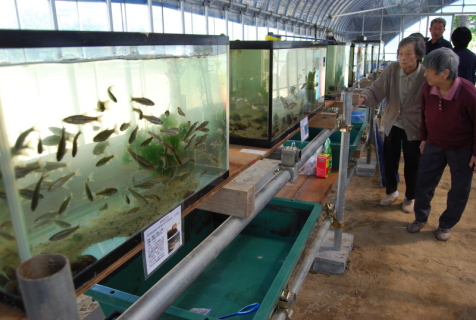 農業ハウスを活用した私設のミニ水族館「ざっこの館」がオープン。赤川水系にすむ15種ほどの魚を紹介している