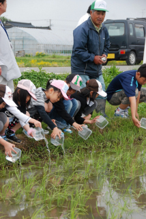 地域の小学生たちが水田にメダカを放流し、安全安心なコメづくりをＰＲ