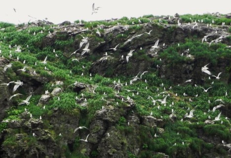 百合島を覆うようにして営巣地を作り、餌運びで忙しく飛び回るウミネコ