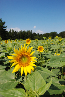 太陽のような黄色の花のヒマワリがようやく咲き始めた＝17日