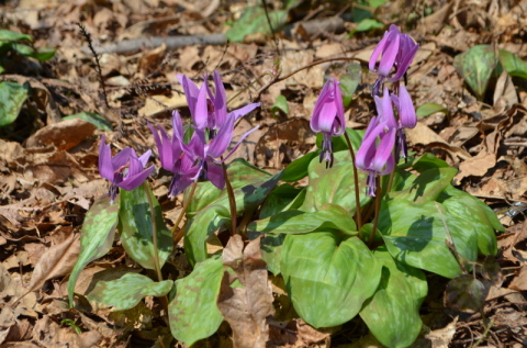 薄紫色のカタクリの花が咲き始めている