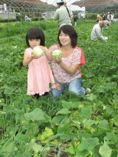 生い茂ったつるや葉をかき分け早田ウリの収穫を体