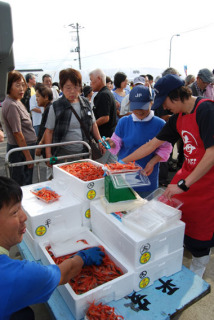 沖詰めされ水揚げされたばかりの紅エビをその場でパック詰めにして格安で販売