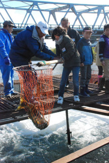 小学生がサケの人工授精などを体験した