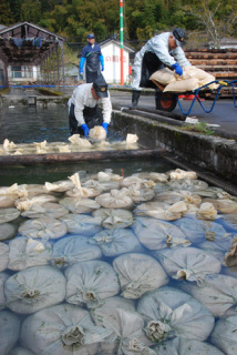 温かいお湯が満たされた水路に次々と種もみの袋が浸された＝2日