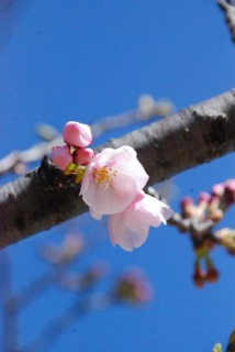 開花した酒田市の日和山公園のソメイヨシノ＝4日午前10時ごろ