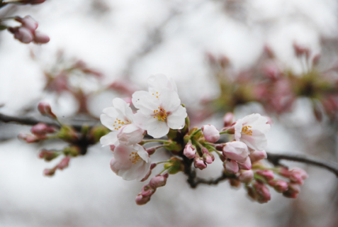 雨上がりの朝、わずかに水滴を滴らせて桜が開花した＝6日午前9時半ごろ