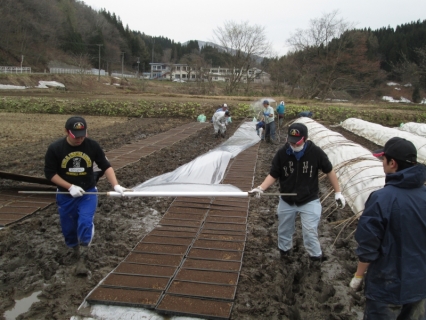 木野俣地区で苗代作りを体験する若手職員たち