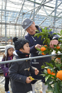 園児たちが大きなミカンを選んで収穫を楽しんだ